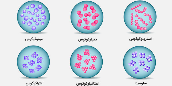 طبقه بندی باکتری ها 